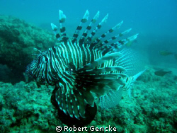 Lion fish by Robert Gericke 